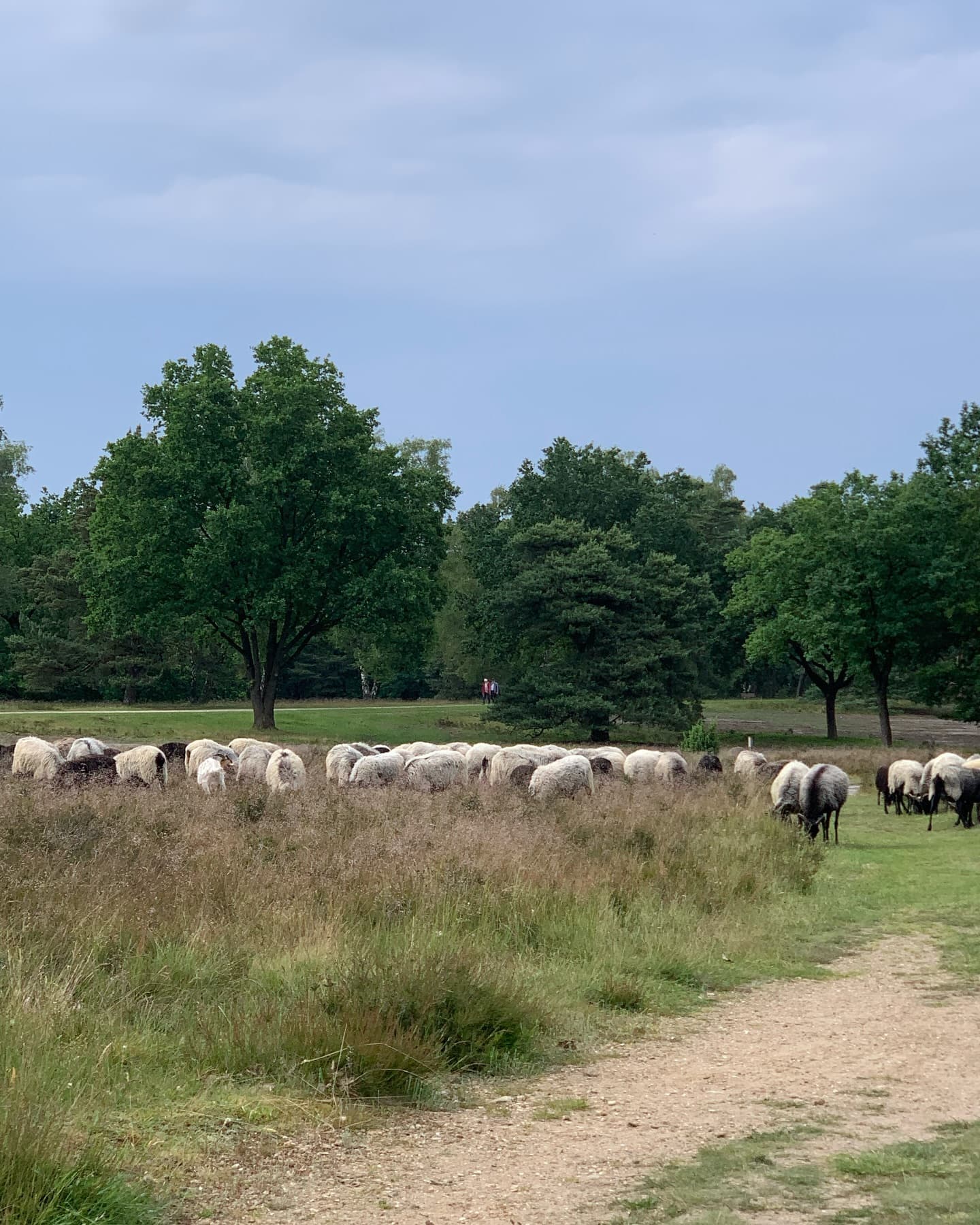 Weil das schon eine ganze Weile her ist, ein paar Bilder und Impressionen von dieser Woche - beim Hüten am Höpen treffen wir auch immer viele Menschen, aber ohne Erlaubnis erscheinen die hier nicht. Vor allem nicht die Kinder einiger ersten Klassen der Naturparkschule, die zum Ausflug zu uns gekommen sind. Und weil es nicht so hübsch ist wie die Insekten - und dabei auch meist keine Zeit dafür ist - haben wir auch keine Bilder von unseren Vorbereitungen fürs HöpenAir. Bratwurst produzieren vom Tier bis in den Kessel und wieder hinaus und natürlich unsere Pommes vorbereiten aus den frischen Kartoffeln von Hof Heins @hofheins_reinsehlen. Wir freuen uns und sind auch schon gespannt auf die Besucher beim HöpenAir hier in Schneverdingen morgen. #höpenschäferei #höpen #höpenair #heidschnucken #schneverdingen #naturparklueneburgerheide