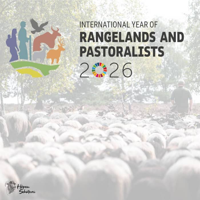 2026 - ein Jahr im Zeichen der Hirten, Heidschnucken und der Lüneburger Heide.
Nach einem Antrag der Mongolei wurde das Jahr 2026 durch die UN zum Internationalen Jahr der Weidewirtschaft und des Hirtentums erklärt. In vielen Ländern gibt es hierzu Initiativen, die einerseits aufzeigen möchten, dass Hirtentum und Weidewirtschaft weltweit noch existieren, wie wichtig sie sind, aber auch wie stark und wovon dies bedroht wird!
Gleichzeitig sind in diesem Jahr die Heidschnucken von der GEH zur bedrohten Nutztierrasse des Jahres erklärt worden. Und dazu zählt nicht nur die graugehörnte, sondern auch die weißgehörnte und die hornlose weiße Heidschnucke! Da wir inzwischen alle drei Rassen halten und züchten, ein besonderes Anliegen von uns.
Im Zusammenhang mit dem oben erwähnten internationalen Jahr der Weidelandschaften wurde die Lüneburger Heide vom Verein „Weidewelt - Verein für naturschutzkonforme Landnutzung durch Beweidung“ zur Weidelandschaft des Jahres 2026 gewählt.
Es gibt in diesem Jahr also viel zu tun (das ist ja eigentlich nichts neues), aber noch mehr zu erzählen! Die Herde ist auf jeden Fall schon ganz gespannt. ☺️
#heidschnucken #hoepenschaeferei #schneverdingen #naturparklüneburgerheide #geh #weidelandschaft #iyrp2026 #gefährdetenutztierrasse