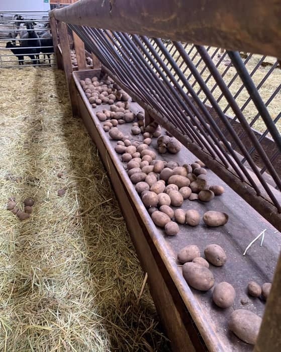 Ein kurzer Einblick in unsere Arbeit mit den Tieren momentan. Vom täglichen Füttern und versorgen der Mütter und Lämmer im Stall in Schneverdingen bis hin zu unserer durchgehend gehüteten Bockherde in der Fischbeker Heide.
#hoepenschaeferei #Heidschnucken #naturparklüneburgerheide #schneverdingen