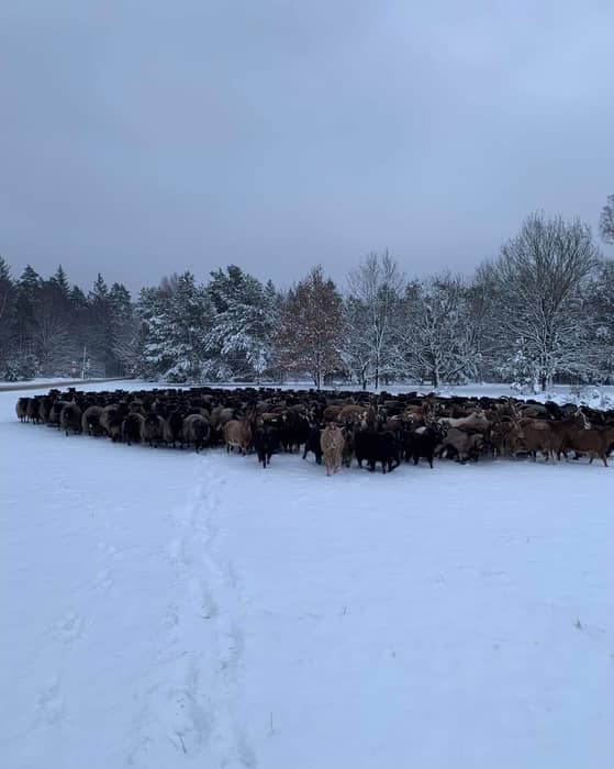 Nachdem wir in eine Pause über die Feiertage abgetaucht sind, wünschen wir ein gesundes neues Jahr und melden uns zurück aus der aktuell winterlichen Heide.
Abgesehen von kurzen Intervallen ist hier in Schneverdingen Pause im Hütebetrieb, also auch für unsere Hütehunde - abgesehen von Einsätzen bei der Stallarbeit.
Ich habe noch zwei Strickaccessoires fertig gestellt, bzw. im schönen Licht beim Schnee endlich fotografiert. Handschuhe, #mineralmittens heißen die, Anleitung von Lotta H Löthgren . Gestrickt aus der „DünneWuul“ in Dunkelblau, Rosa und Natur.
Und auch endlich fertig, die #hiedramitts von fibretales . Auch aus der „DünneWuul“ in Rosa. Da habe ich für meine nicht unbedingt breite Hand die größere Größe gewählt und am Daumen mehr Maschen angeschlagen, das wäre mir sonst zu eng gewesen. Liegt aber wahrscheinlich auch daran, dass ich die Innenseite nicht kraus rechts, sondern glatt rechts gestrickt habe. Das ist eine reine Frage, was gefällt. #hoepenschaeferei #regionalewolle #naturparklüneburgerheide #strickgarn #schnuckenwolle #stricken #schafwolle #dünnewuu