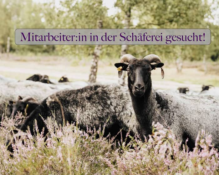 Wir suchen ab sofort wegen krankheitsbedingtem Ausfall langfristig personelle Unterstützung in Vollzeit für unsere Schäferei.
Wer uns noch nicht so gut kennen sollte, wir sind ein selbstständiger Familienbetrieb und betreiben mit seit 2020 eine Schäferei in der schönen Lüneburger Heide, genauer in Schneverdingen. Die vorwiegende Haltungsform ist Hütehaltung auf Heide- und Magerrasenflächen. Bei den Tieren handelt es sich im wesentlichen um graue gehörnte Heidschnucken, aber auch weiße gehörnte und hornlose Heidschnucken, sowie Ziegen zur Unterstützten in der Landschaftspflege. Zusätzlich betreuen wir seit zwei Jahren einen Landschaftspflegeauftrag der Stadt Hamburg in reiner Hütehaltung.
Dank eines neuen Stalls und moderner Maschinentechnik für Stallarbeit und Koppelbau sind die technischen Grundlagen für gute Arbeitsbedingungen gelegt. Sehr gerne sind wir bei der Suche nach einer Wohnmöglichkeit behilflich, bzw. können für unseren Standort in Hamburg auch eine kleine Wohnung vor Ort anbieten.
Gesucht wird jemand mit der Fähigkeit selbstständig zu arbeiten, einer Ausbildung und/oder Erfahrung im Aufgabenbereich einer Schäferei, möglichst mit Hüteerfahrung. Ein Führerschein Klasse B ist Voraussetzung für die Tätigkeit bei uns. Touristen scheinen für viele leider abschreckend zu sein. Wir können aus Erfahrung sagen: die sind nicht so schlimm wie sie vielleicht scheinen. 😉 Und wer das nicht so gerne mag, für den finden wir auch Bereiche ohne den direkten Kontakt dazu. Die Bezahlung ist gut bis sehr gut, wir arbeiten mit einer 5-Tage-Woche und freuen uns über Rückmeldungen.